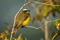 Tyran pospolity - Myiozetetes similis - Social Flycatcher 9095